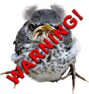 Roadkill on the Information Superhighway